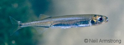 [ARRIVED 14 - MAY - 2025] Australian Smelt (Retropinna semoni) 1 - 3cm - Nano Tanks Australia