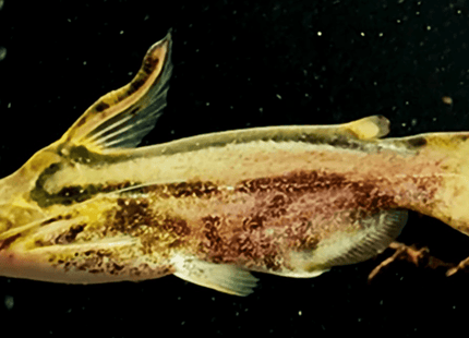 [ARRIVED 15 - JAN - 2026] Driftwood Catfish 5 - 7cm - Nano Tanks Australia