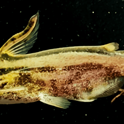 [ARRIVED 15 - JAN - 2026] Driftwood Catfish 5 - 7cm - Nano Tanks Australia