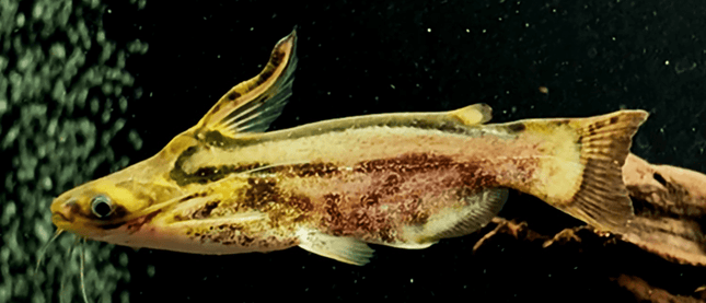 [ARRIVED 15 - JAN - 2026] Driftwood Catfish 5 - 7cm - Nano Tanks Australia