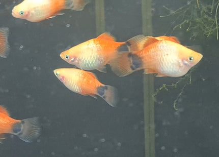 [ARRIVED 15 - JUL - 2025] Micky Mouse Platy 6 - 7cm - Nano Tanks Australia