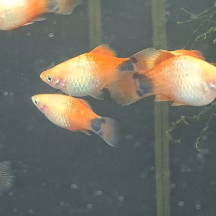 [ARRIVED 15 - JUL - 2025] Micky Mouse Platy 6 - 7cm - Nano Tanks Australia