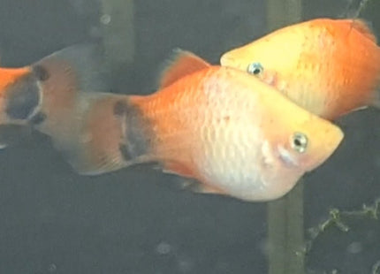 [ARRIVED 15 - JUL - 2025] Micky Mouse Platy 6 - 7cm - Nano Tanks Australia