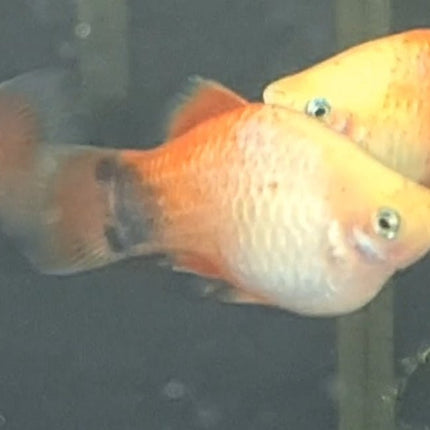 [ARRIVED 15 - JUL - 2025] Micky Mouse Platy 6 - 7cm - Nano Tanks Australia