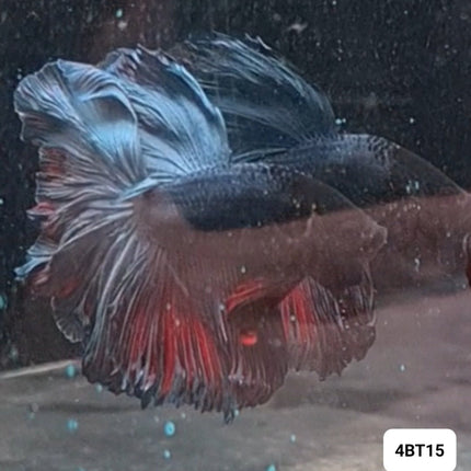 [ARRIVED 15 - NOV - 2025] 4BT15 - Metallic Grey Halfmoon Male Betta - Nano Tanks Australia