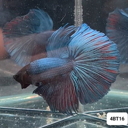 [ARRIVED 15 - NOV - 2025] 4BT16 - Blue Halfmoon Male Betta - Nano Tanks Australia