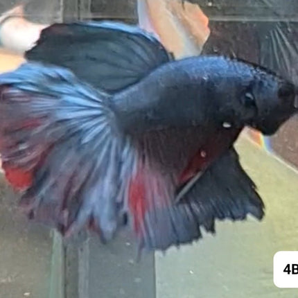 [ARRIVED 15 - NOV - 2025] 4BT21 - Blue Halfmoon Plakat Male Betta - Nano Tanks Australia