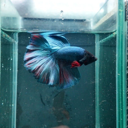 [ARRIVED 15 - NOV - 2025] 4BT22 - Blue Red Halfmoon Male Betta - Nano Tanks Australia