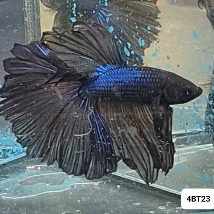 [ARRIVED 15 - NOV - 2025] 4BT23 - Black Butterfly Halfmoon Male Betta - Nano Tanks Australia