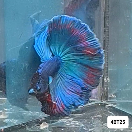 [ARRIVED 15 - NOV - 2025] 4BT25 - Red Fancy Halfmoon Plakat Male Betta - Nano Tanks Australia