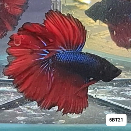 [ARRIVED 15 - NOV - 2025] 5BT21 - Red Halfmoon Male Betta - Nano Tanks Australia