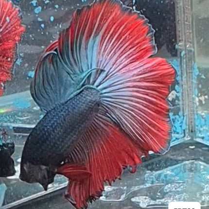 [ARRIVED 15 - NOV - 2025] 5BT22 - Red Halfmoon Male Betta - Nano Tanks Australia