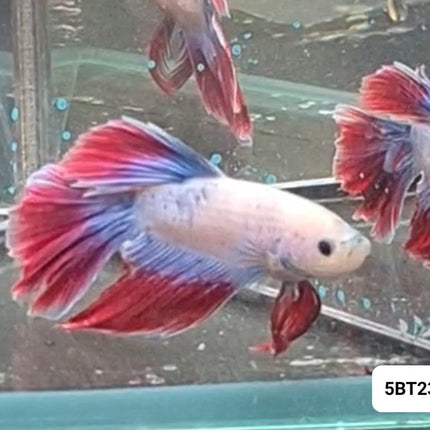 [ARRIVED 15 - NOV - 2025] 5BT23 - Cambodia Halfmoon Male Betta - Nano Tanks Australia