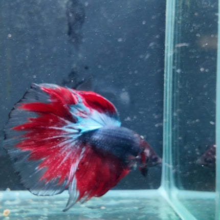 [ARRIVED 15 - NOV - 2025] 5BT25 - Red Halfmoon Male Betta - Nano Tanks Australia