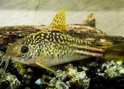 [ARRIVED 15 - OCT - 2025] C123 Yellowfin Corydoras Elegans 2 - 4cm - Nano Tanks Australia