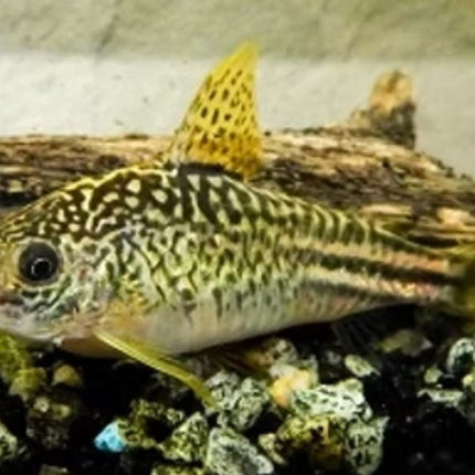 [ARRIVED 15 - OCT - 2025] C123 Yellowfin Corydoras Elegans 2 - 4cm - Nano Tanks Australia