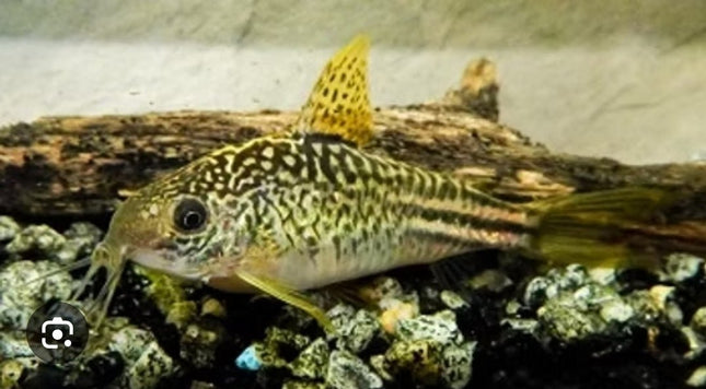 [ARRIVED 15 - OCT - 2025] C123 Yellowfin Corydoras Elegans 2 - 4cm - Nano Tanks Australia