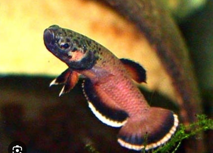 [ARRIVED 16 - MAY - 2026] Betta Albimarginata 3 - 5cm (PAIR) - Nano Tanks Australia