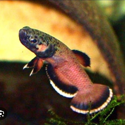 [ARRIVED 16 - MAY - 2026] Betta Albimarginata 3 - 5cm (PAIR) - Nano Tanks Australia