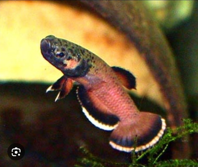 [ARRIVED 16 - MAY - 2026] Betta Albimarginata 3 - 5cm (PAIR) - Nano Tanks Australia