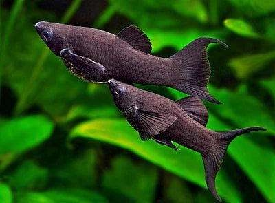 [ARRIVED 17 - DEC - 2025] Black Mollies 3 - 5cm - Nano Tanks Australia