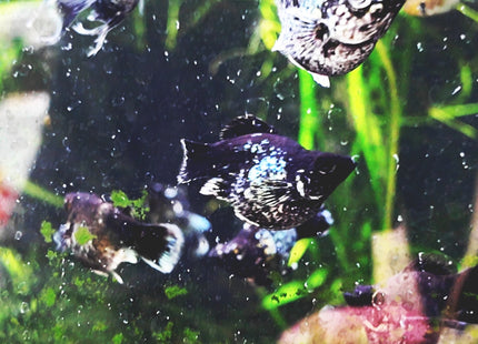 [ARRIVED 17 - JAN - 2026] Blue Metal Balloon Molly 3 - 5cm - Nano Tanks Australia