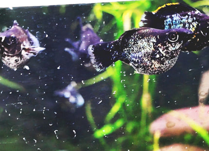 [ARRIVED 17 - JAN - 2026] Blue Metal Balloon Molly 3 - 5cm - Nano Tanks Australia