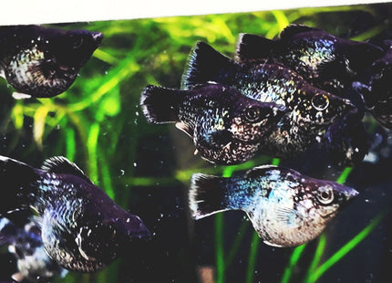 [ARRIVED 17 - JAN - 2026] Blue Metal Balloon Molly 3 - 5cm - Nano Tanks Australia