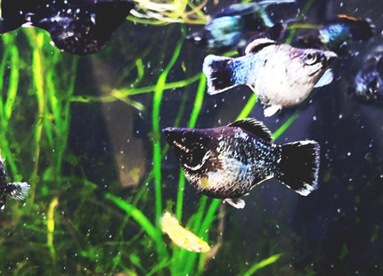 [ARRIVED 17 - JAN - 2026] Blue Metal Balloon Molly 3 - 5cm - Nano Tanks Australia