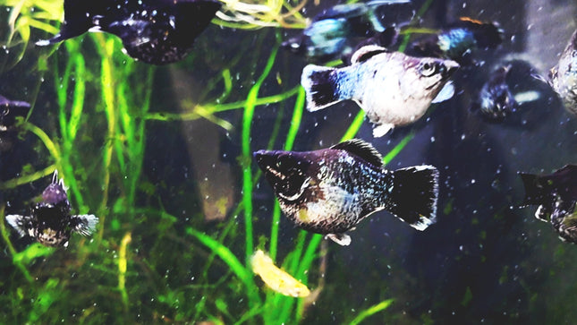 [ARRIVED 17 - JAN - 2026] Blue Metal Balloon Molly 3 - 5cm - Nano Tanks Australia