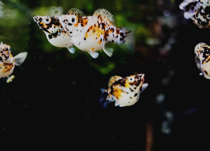 [ARRIVED 17 - JAN - 2026] Blue Metal Balloon Molly 3 - 5cm - Nano Tanks Australia