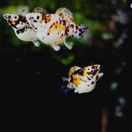 [ARRIVED 17 - JAN - 2026] Blue Metal Balloon Molly 3 - 5cm - Nano Tanks Australia