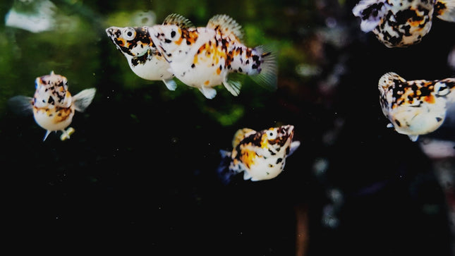 [ARRIVED 17 - JAN - 2026] Blue Metal Balloon Molly 3 - 5cm - Nano Tanks Australia