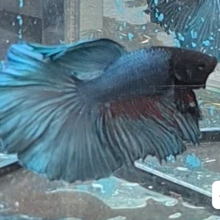 [ARRIVED 17 - NOV - 2025] 4BT31 - Blue Halfmoon Male Betta - Nano Tanks Australia