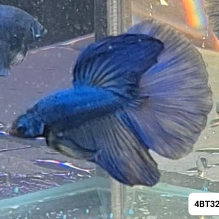 [ARRIVED 17 - NOV - 2025] 4BT32 - Blue Halfmoon Male Betta - Nano Tanks Australia