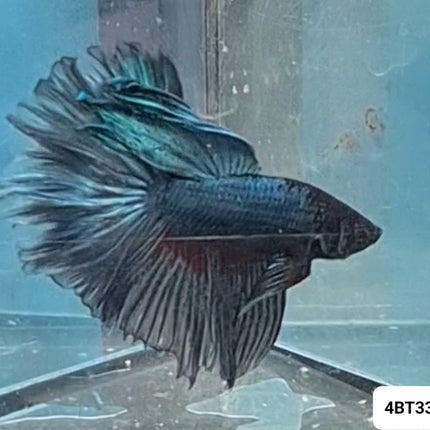 [ARRIVED 17 - NOV - 2025] 4BT33 - Dark Blue Halfmoon Male Betta - Nano Tanks Australia