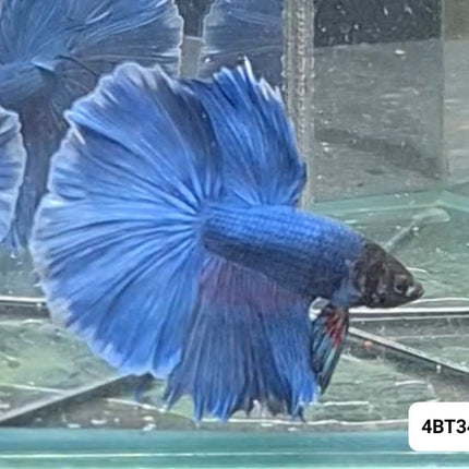 [ARRIVED 17 - NOV - 2025] 4BT34 - Blue Halfmoon Male Betta - Nano Tanks Australia