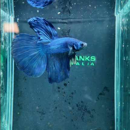 [ARRIVED 17 - NOV - 2025] 4BT36 - Blue Halfmoon Male Betta - Nano Tanks Australia