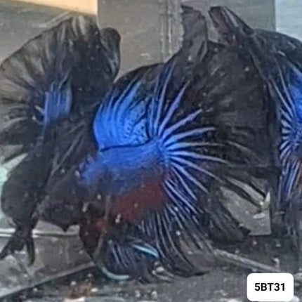 [ARRIVED 17 - NOV - 2025] 5BT31 - Blue Butterfly Halfmoon Betta Male - Nano Tanks Australia