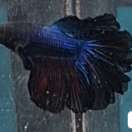 [ARRIVED 17 - NOV - 2025] 5BT32 - Black Blue Butterfly Halfmoon Male Betta - Nano Tanks Australia