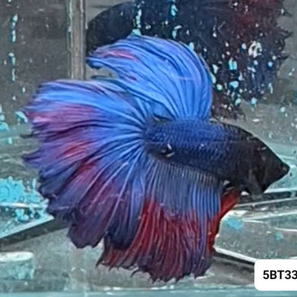[ARRIVED 17 - NOV - 2025] 5BT33 - Blue Red Halfmoon Plakat Betta Male - Nano Tanks Australia