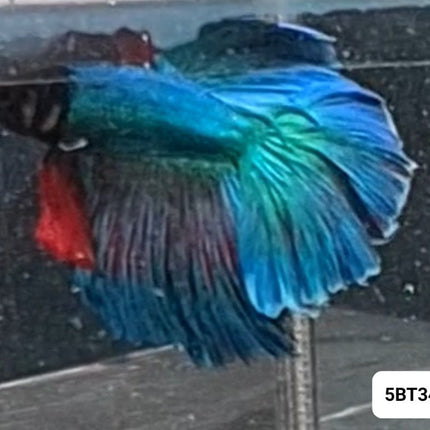 [ARRIVED 17 - NOV - 2025] 5BT34 - Light Blue Halfmoon Male Betta - Nano Tanks Australia