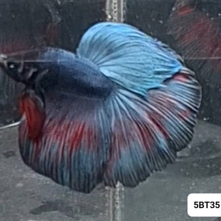 [ARRIVED 17 - NOV - 2025] 5BT35 - Blue Red Halfmoon Betta Male - Nano Tanks Australia