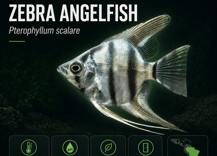 [ARRIVED 17-OCT-2025] Zebra (Panda) Angel Fish 4-5cm - Nano Tanks Australia