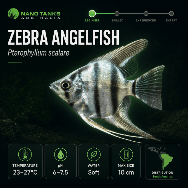 [ARRIVED 17-OCT-2025] Zebra (Panda) Angel Fish 4-5cm - Nano Tanks Australia