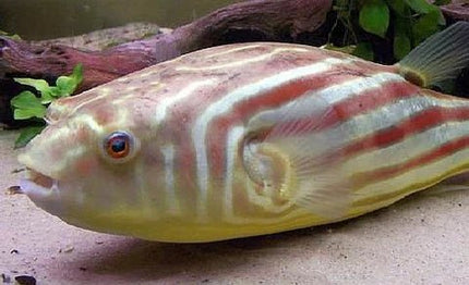 [ARRIVED 18 - APR - 2025] Fahaka Puffer Fish Tetraodon lineatus 1 - 2cm - Nano Tanks Australia