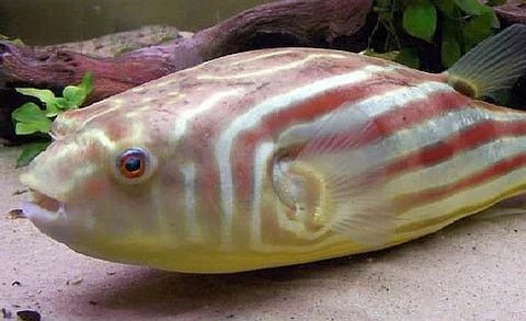 [ARRIVED 18 - APR - 2025] Fahaka Puffer Fish Tetraodon lineatus 1 - 2cm - Nano Tanks Australia