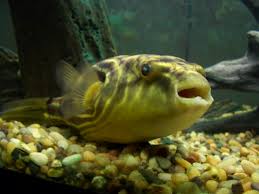 [ARRIVED 18 - APR - 2025] Fahaka Puffer Fish Tetraodon lineatus 1 - 2cm - Nano Tanks Australia