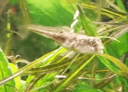 [ARRIVED 18 - APR - 2025] Fahaka Puffer Fish Tetraodon lineatus 1 - 2cm - Nano Tanks Australia