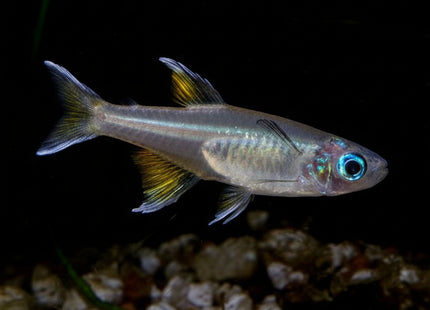 [ARRIVED 18-FEB-2026] Pacific Blue Eye - Nano Tanks Australia